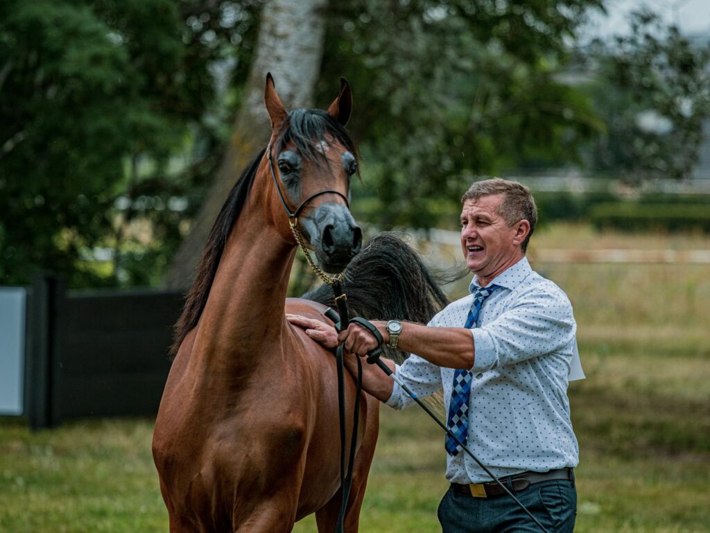 Handler leads an elegant brown horse outdoors