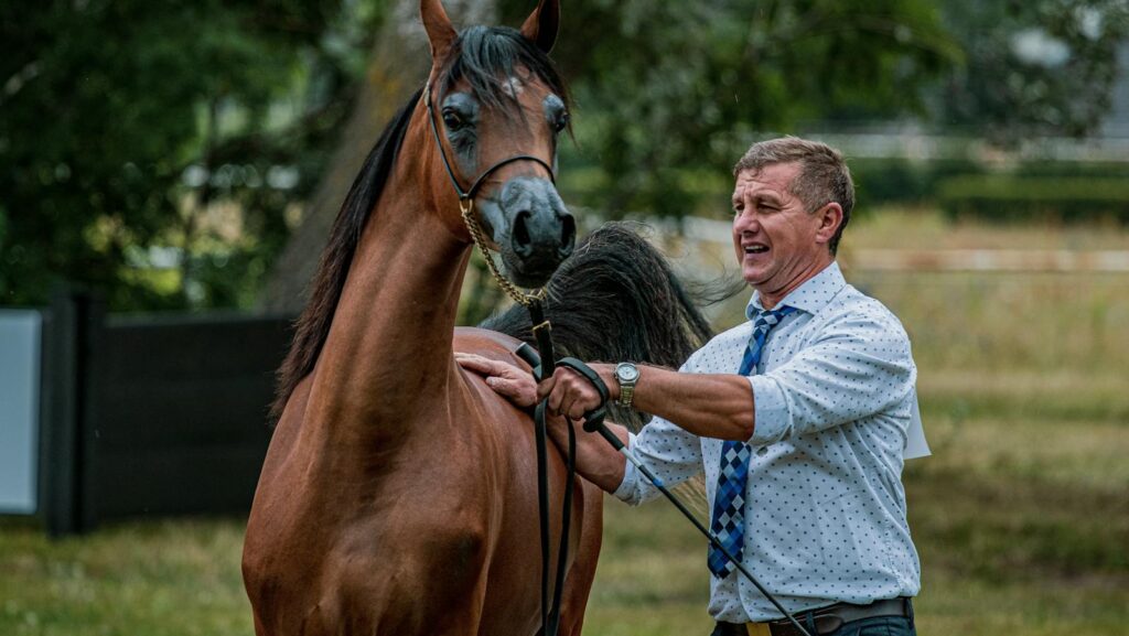 A man leads an elegant brown horse in an outdoor equestrian meadow setting.