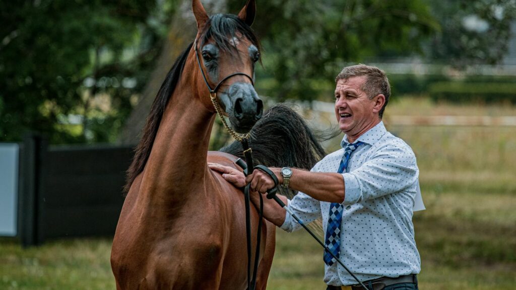 A man leads an elegant brown horse in an outdoor equestrian meadow setting.