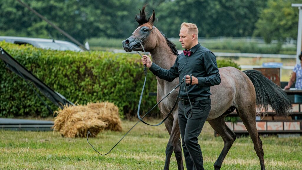 A man leads a graceful horse outdoors, showcasing elegance and control.