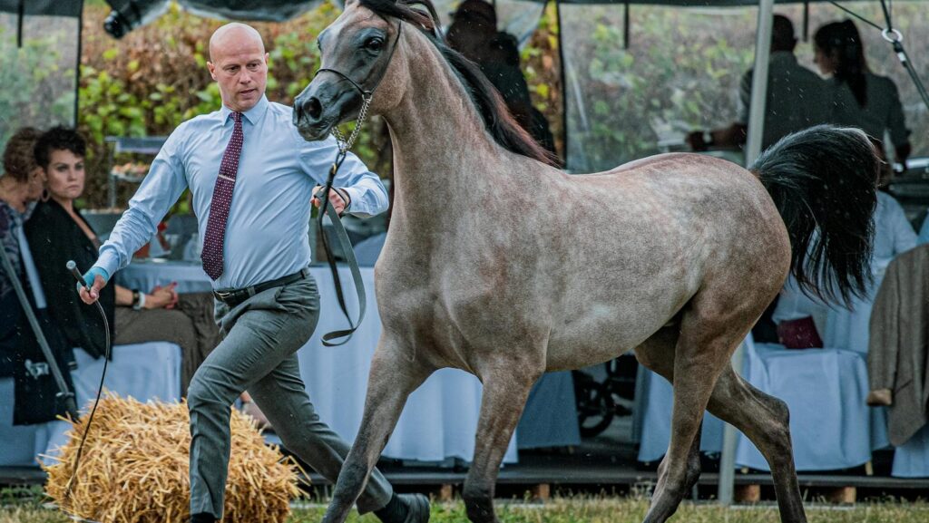 An elegant horse gracefully led by a trainer during a rural equestrian show event.