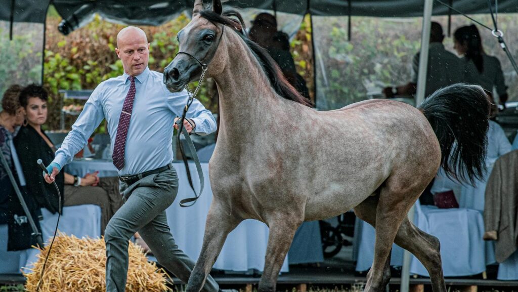An elegant horse gracefully led by a trainer during a rural equestrian show event.