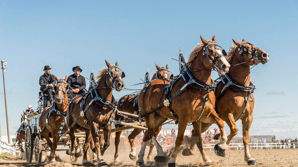 Captivating scene of a horse-drawn cart racing outdoors with skilled riders.