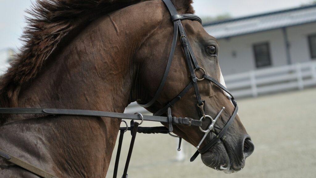selective focus of brown horse