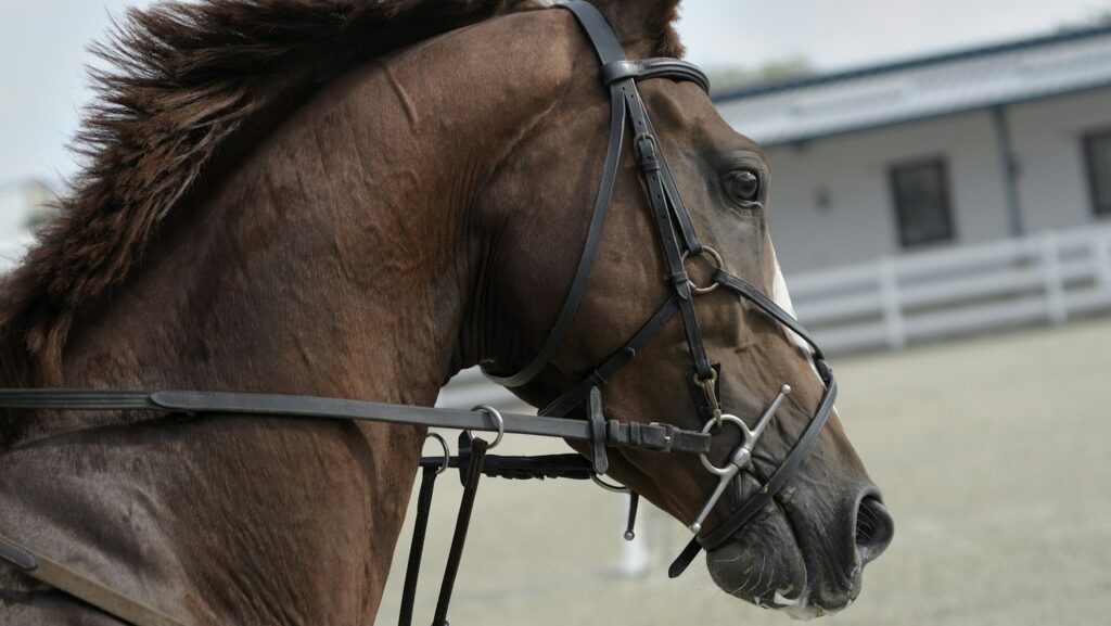 selective focus of brown horse