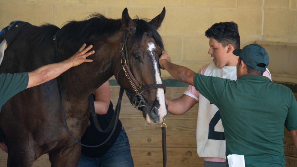 Two men preparing a horse for a race indoors at Shakopee, Minnesota. Equestrian theme.