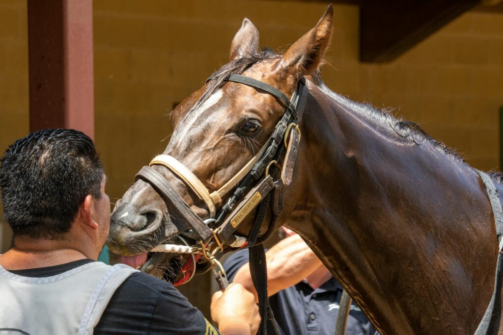 Brown horse with a leather halter being handled outdoors