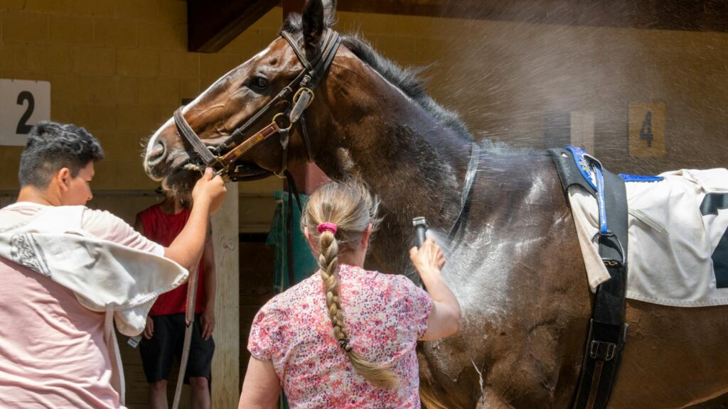 A horse being washed by two people outdoors on a sunny day at a farm in Shakopee, Minnesota.