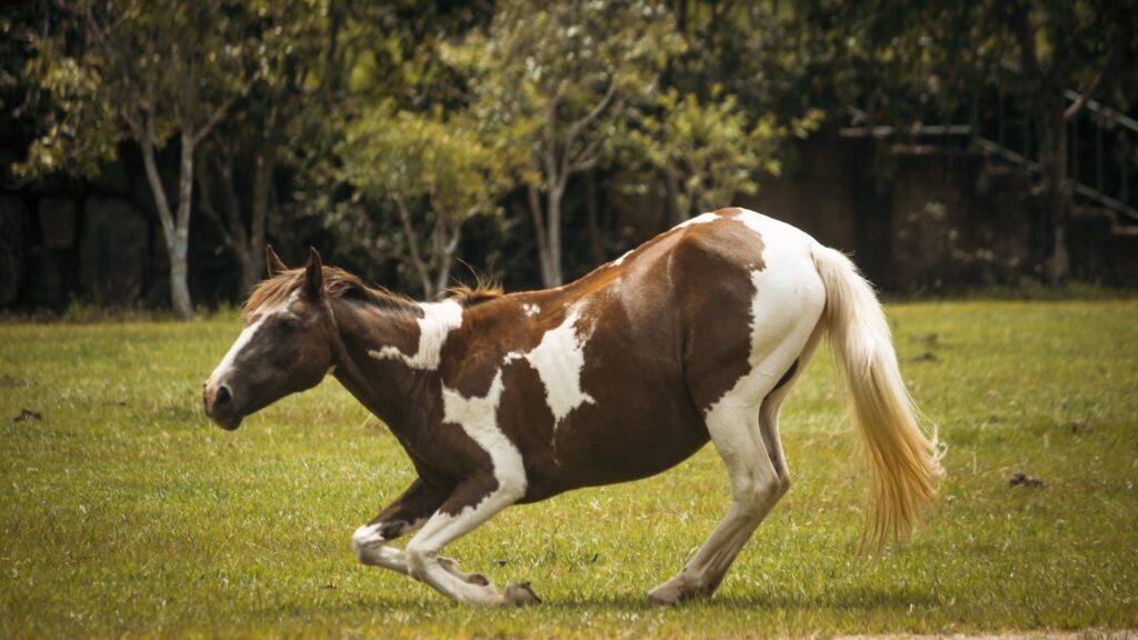 Paint horse galloping through a grassy field