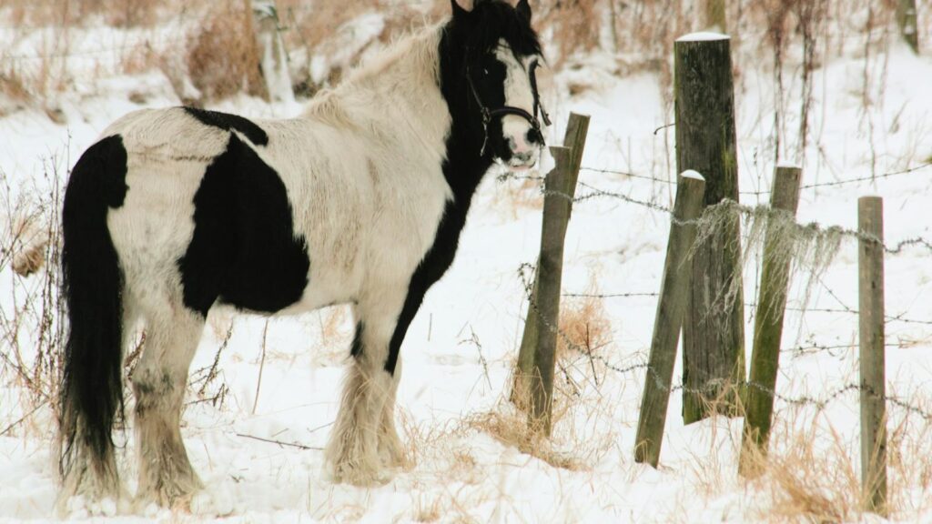 A striking black and white horse stands near a rustic fence in a snowy rural landscape.