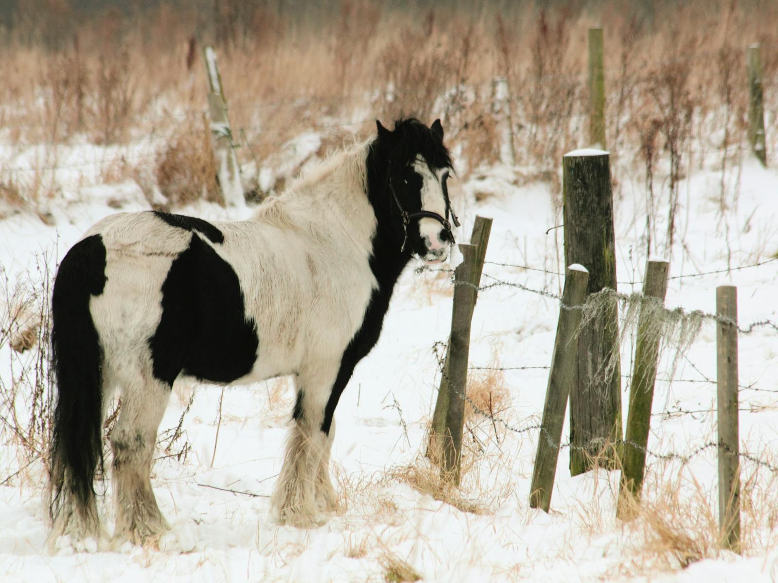 A striking black and white horse stands near a rustic fence in a snowy rural landscape.