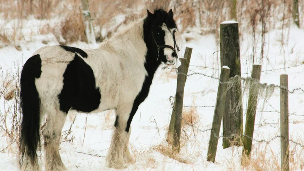 A striking black and white horse stands near a rustic fence in a snowy rural landscape.