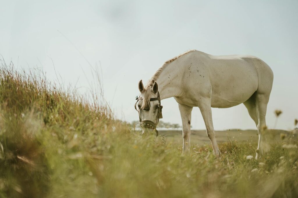 White horse peacefully grazing in a grassy field