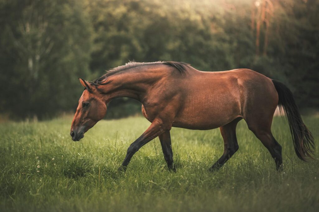 Serene brown horse grazing in a lush green field