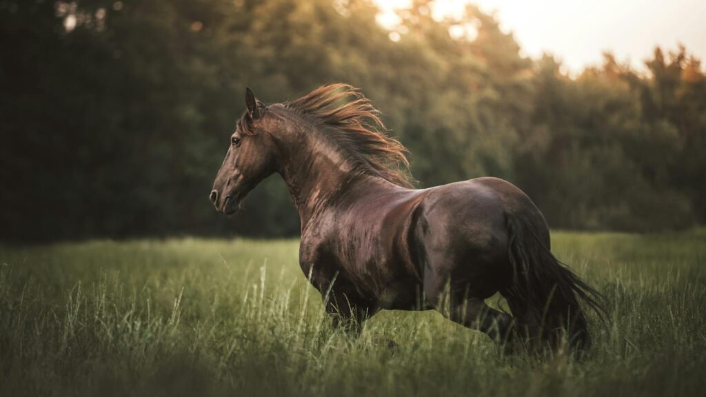 A powerful brown horse runs freely in a lush green meadow at sunset.