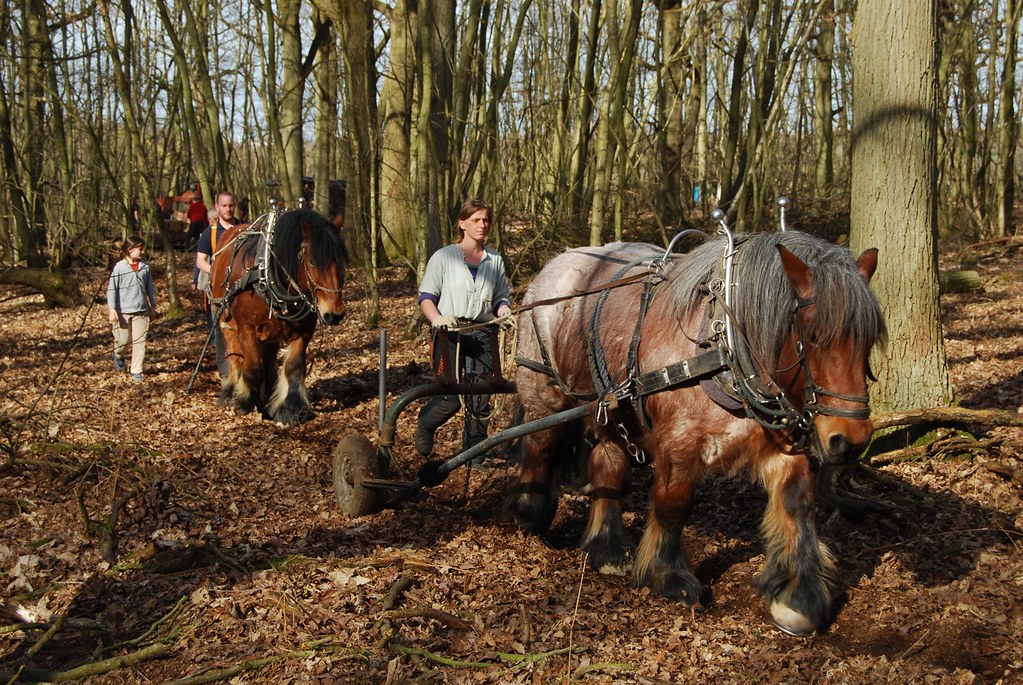 Ardennes horse working