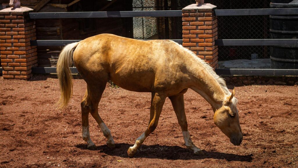 A beautiful golden horse grazes in a sunny outdoor paddock with brick fencing.