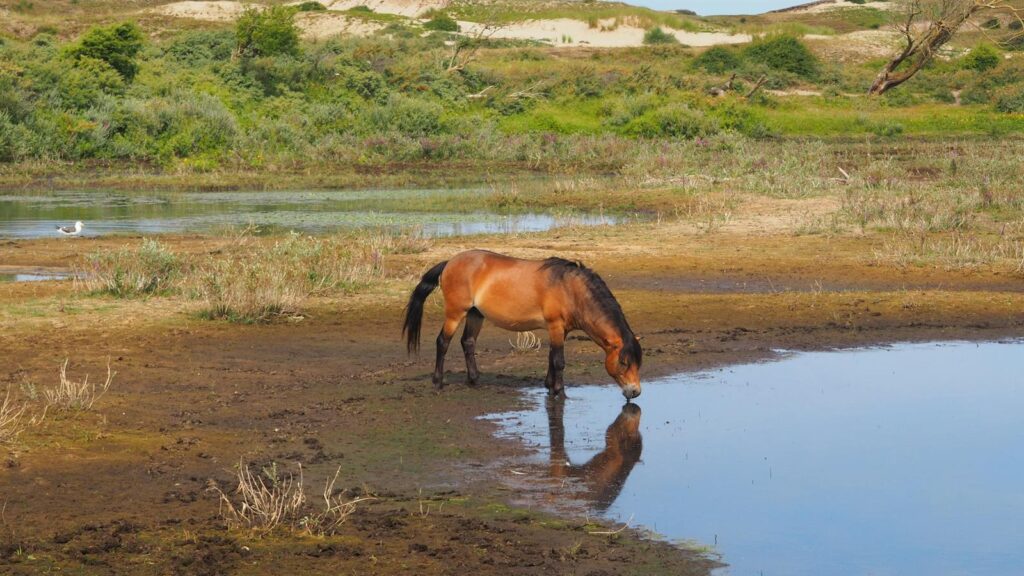 A wild horse at Egmond aan den Hoef, Netherlands, drinks from a reflective pool surrounded by lush greenery.