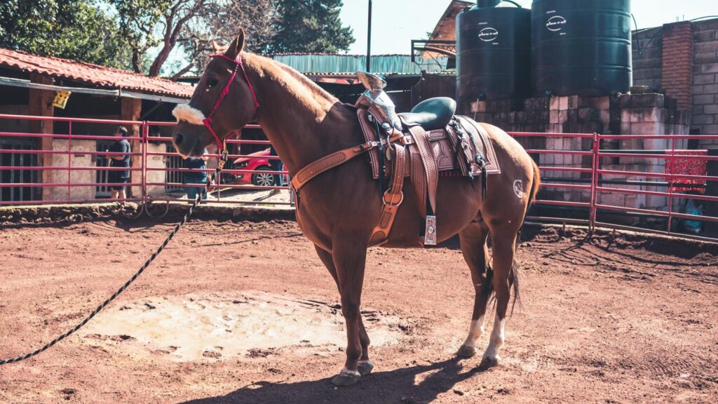 a brown horse saddled at a ranch, outdoors in daylight.