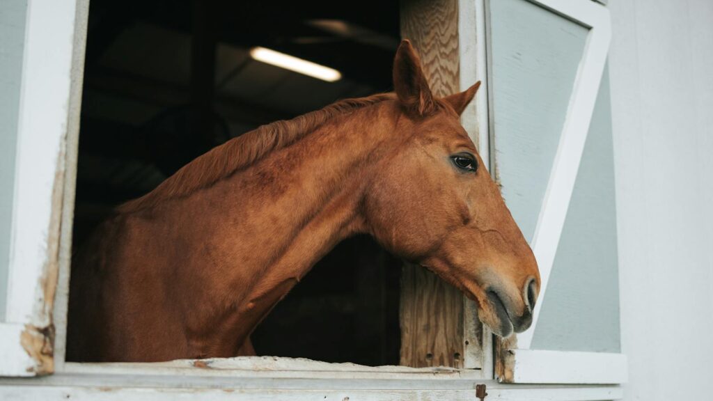 A brown horse gazes through an open stable window, showcasing a serene farm scene.