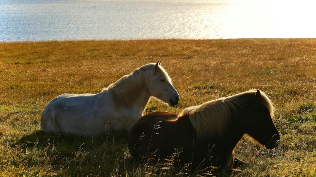 Two Icelandic horses peacefully resting on a grassy field by a serene lake at twilight.