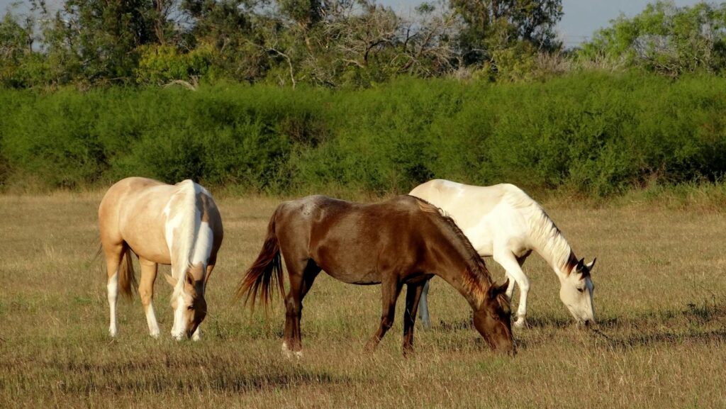 Horses graze peacefully in a field in Goliad, Texas, embodying rural tranquility.