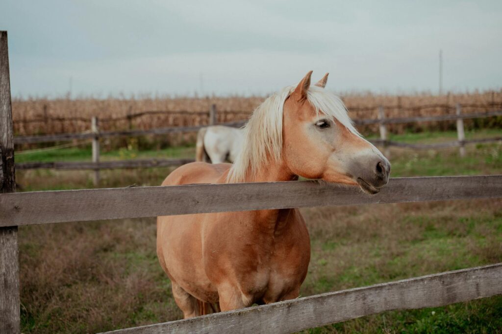 Haflinger horse stands in a grassy field