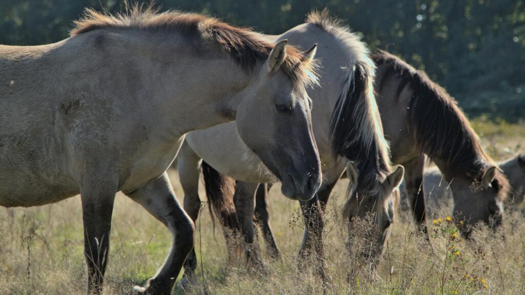 A serene scene of wild horses grazing in a sunlit meadow. Perfect for nature lovers.