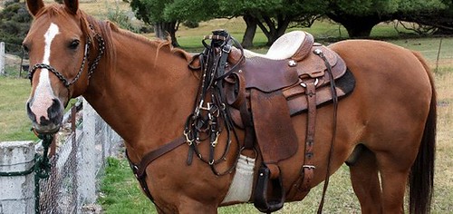 Best Horse Saddles