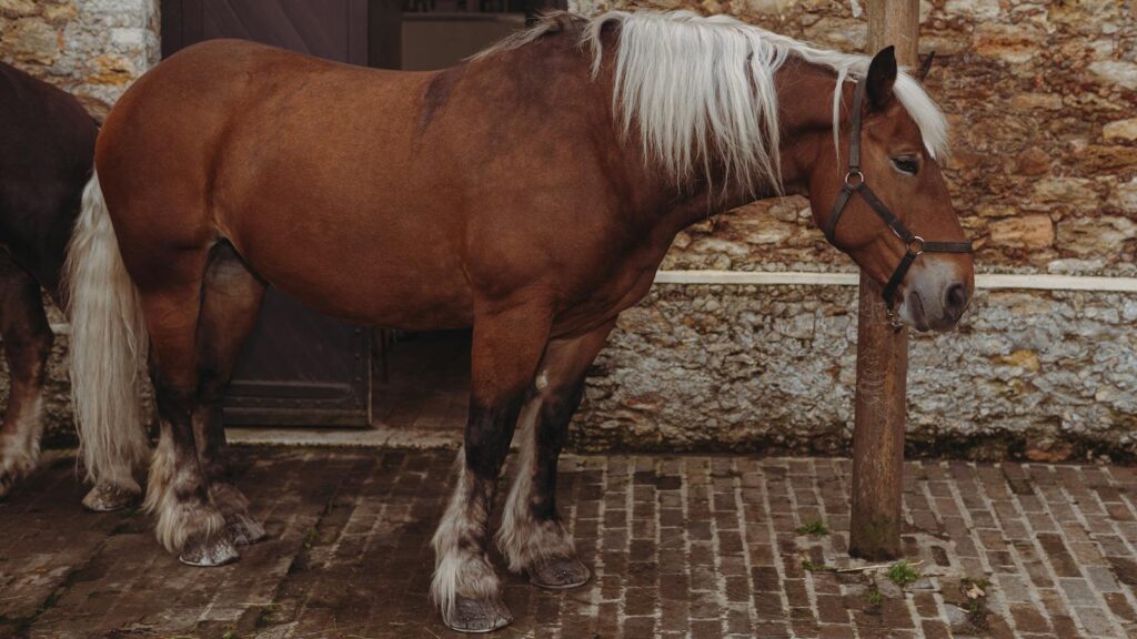 A beautiful brown draft horse with white mane stands calmly against a stone wall.