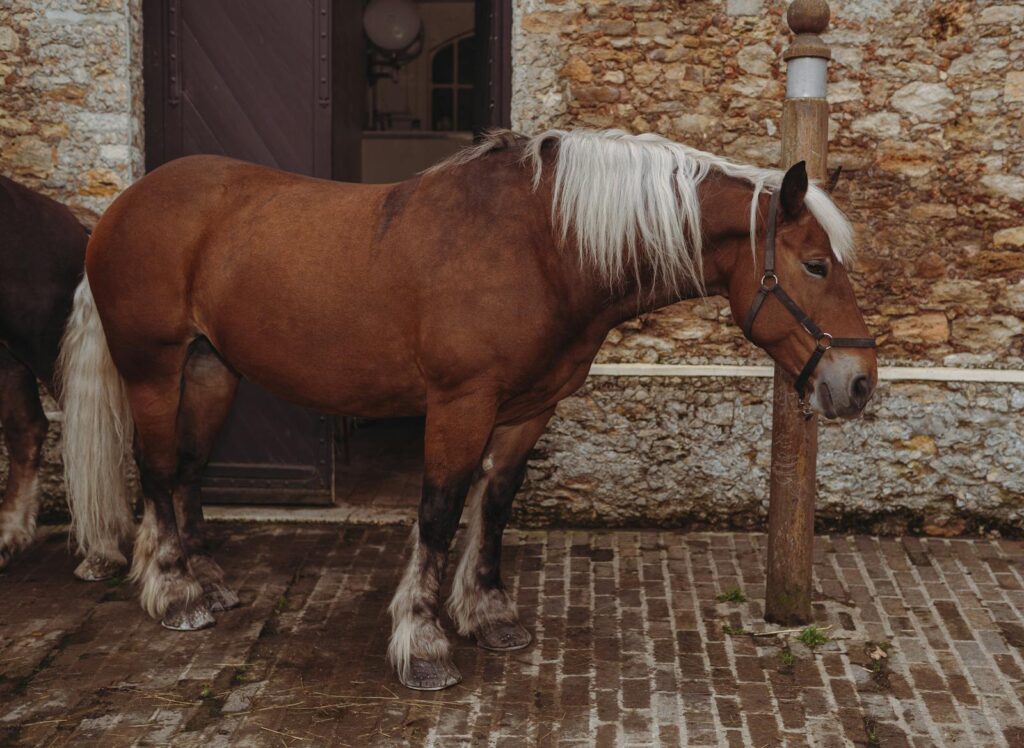 Beautiful brown draft horse with white mane