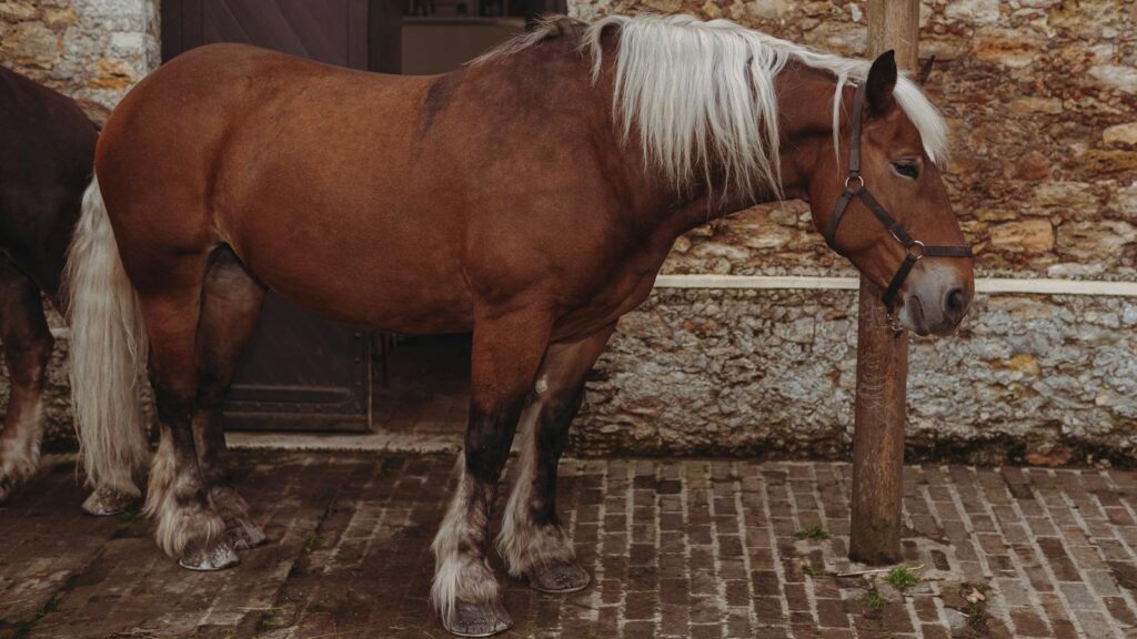 A beautiful brown draft horse with white mane stands calmly against a stone wall.