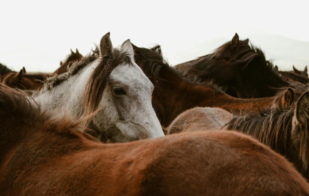 Close-up view of a group of wild mustangs in their natural habitat, showing their unique features.
