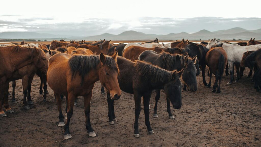 A large group of wild horses grazing in an open field with mountains in the background.