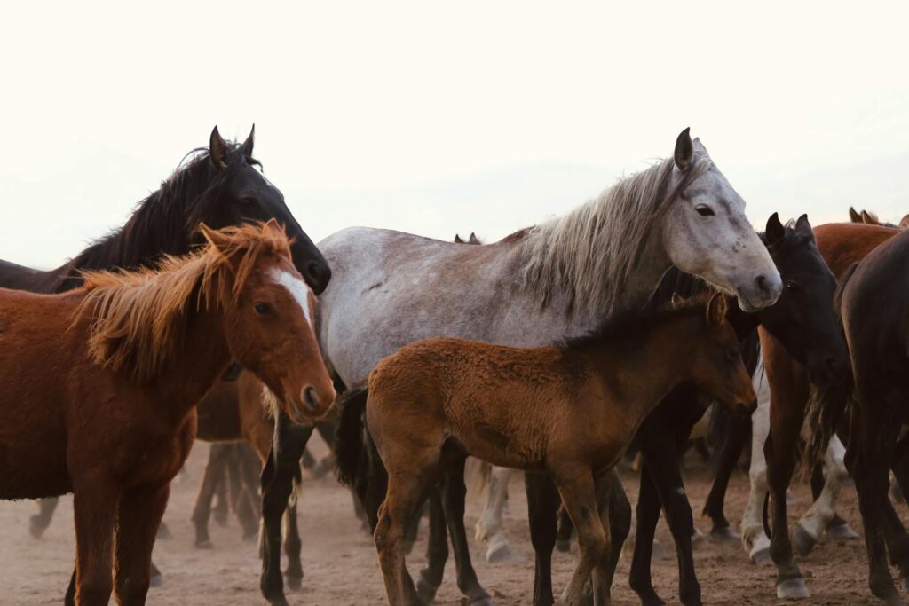 Herd of wild horses showcasing diverse colors and breeds