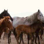 Herd of wild horses showcasing diverse colors and breeds