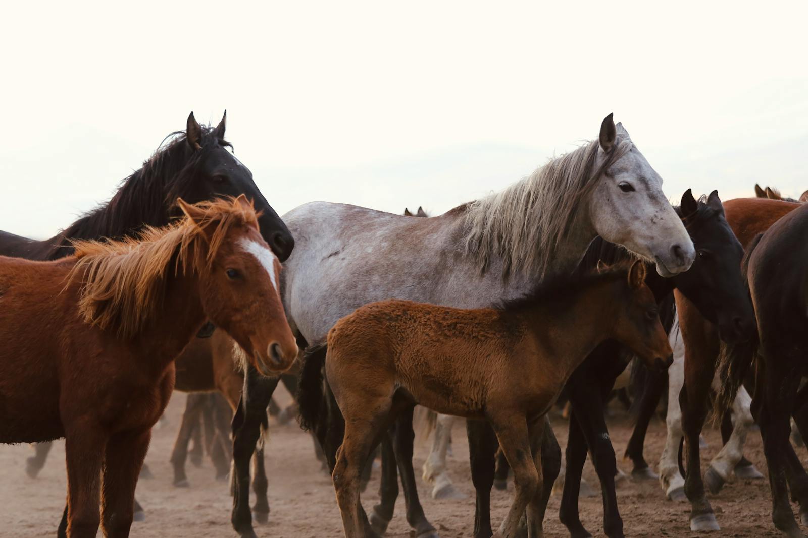 Herd of wild horses showcasing diverse colors and breeds