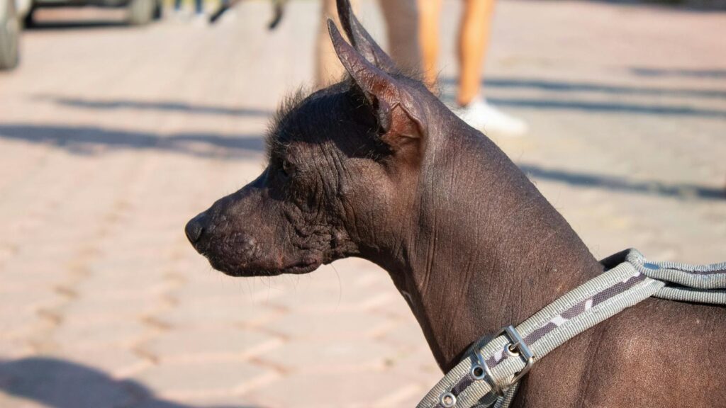 Close-up profile of a Xoloitzcuintli dog with a harness outdoors on a sunny day.