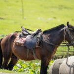 A brown horse with saddle stands outdoors on a sunny day.
