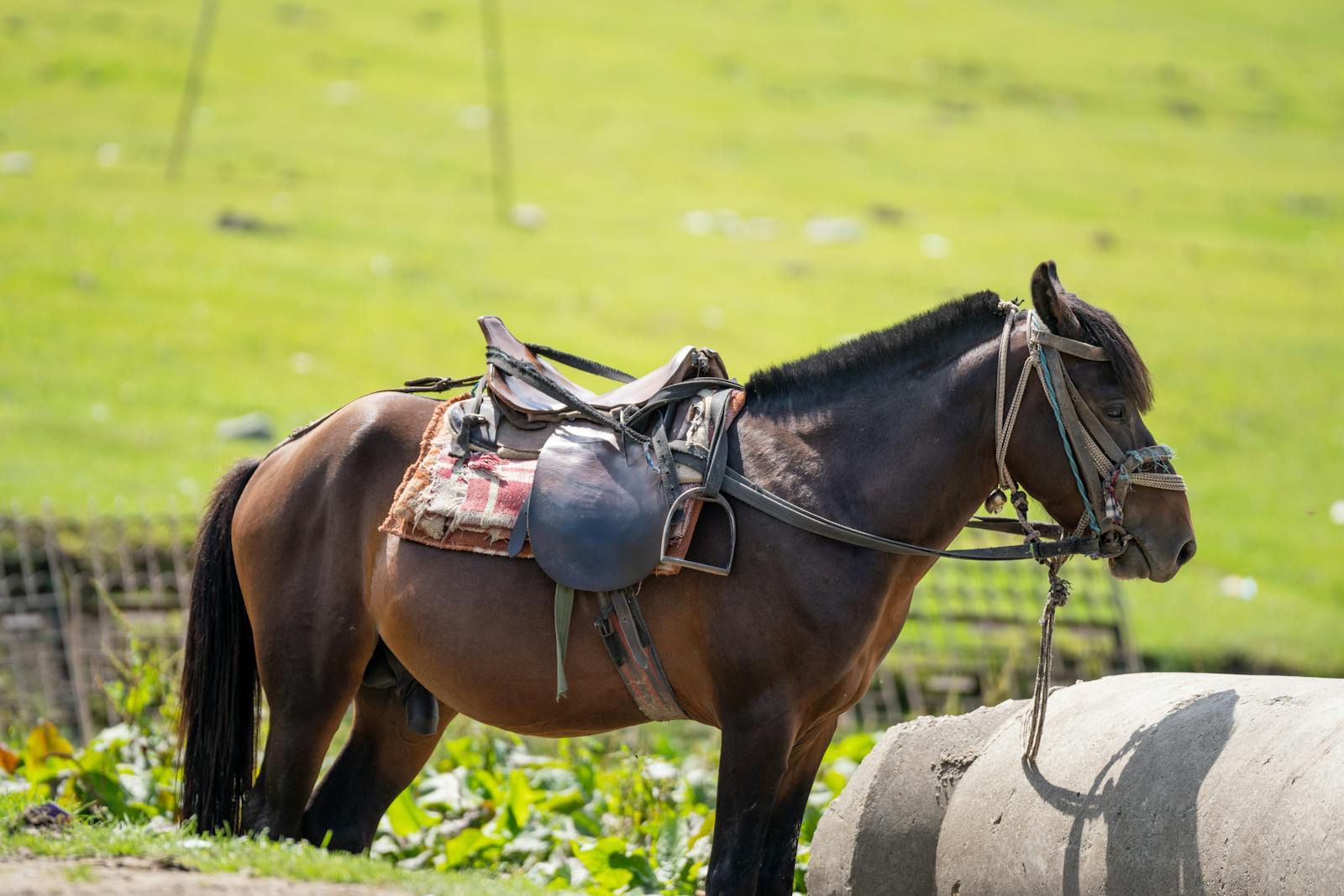 A brown horse with saddle stands outdoors on a sunny day.