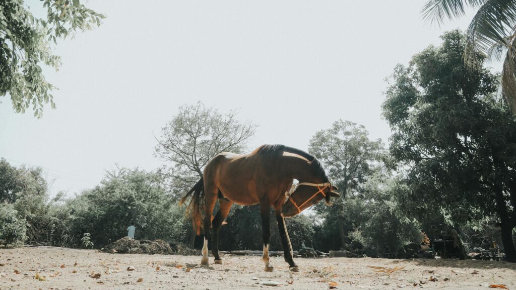 A brown horse stands peacefully in a sunny field in Surat, India, surrounded by lush greenery.