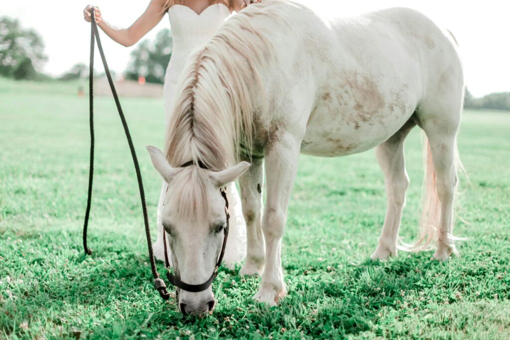 Bride holding a white horse's reins