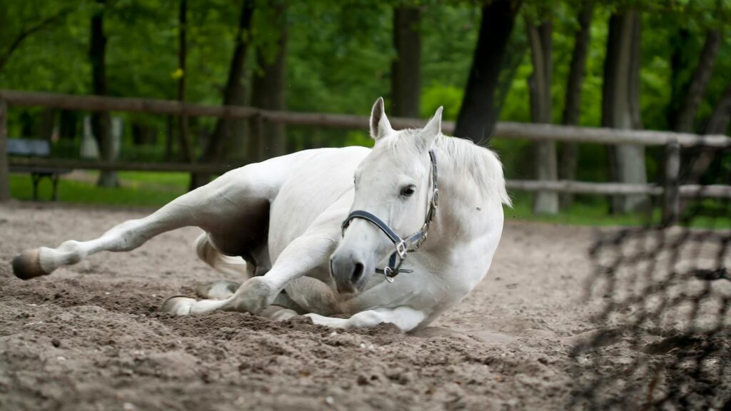 A beautiful white horse lying down in an outdoor, sunlit enclosure surrounded by lush greenery.