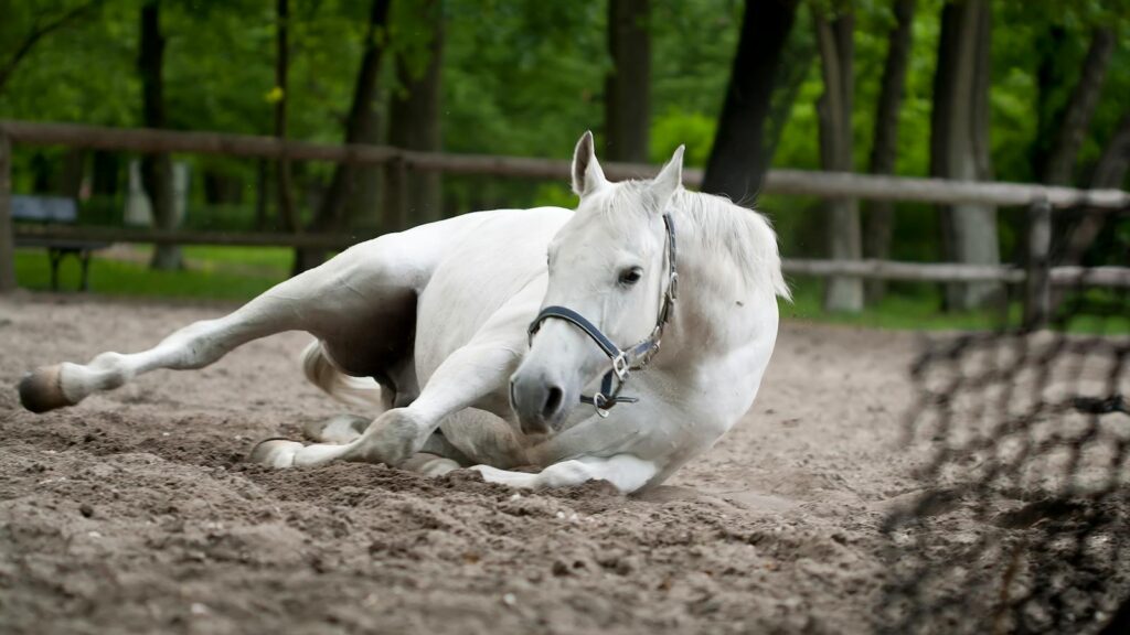 A beautiful white horse lying down in an outdoor, sunlit enclosure surrounded by lush greenery.