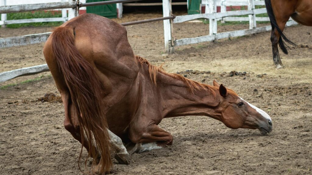 A horse is seen kneeling in a fenced pasture, capturing a unique moment on the farm.