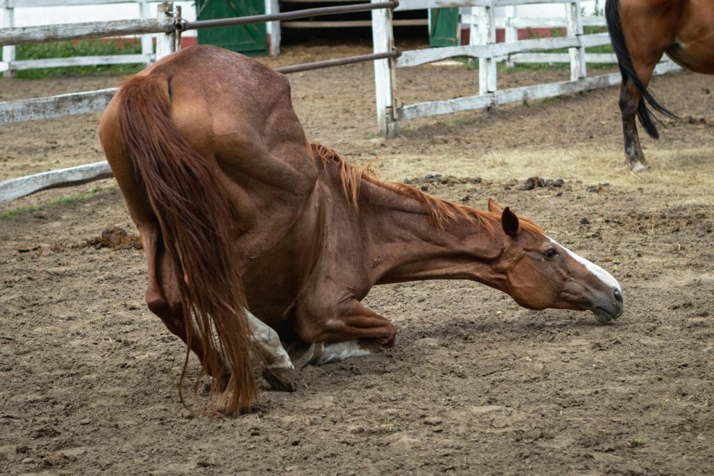 A horse is seen stretching in a fenced pasture, capturing a unique moment on the farm.