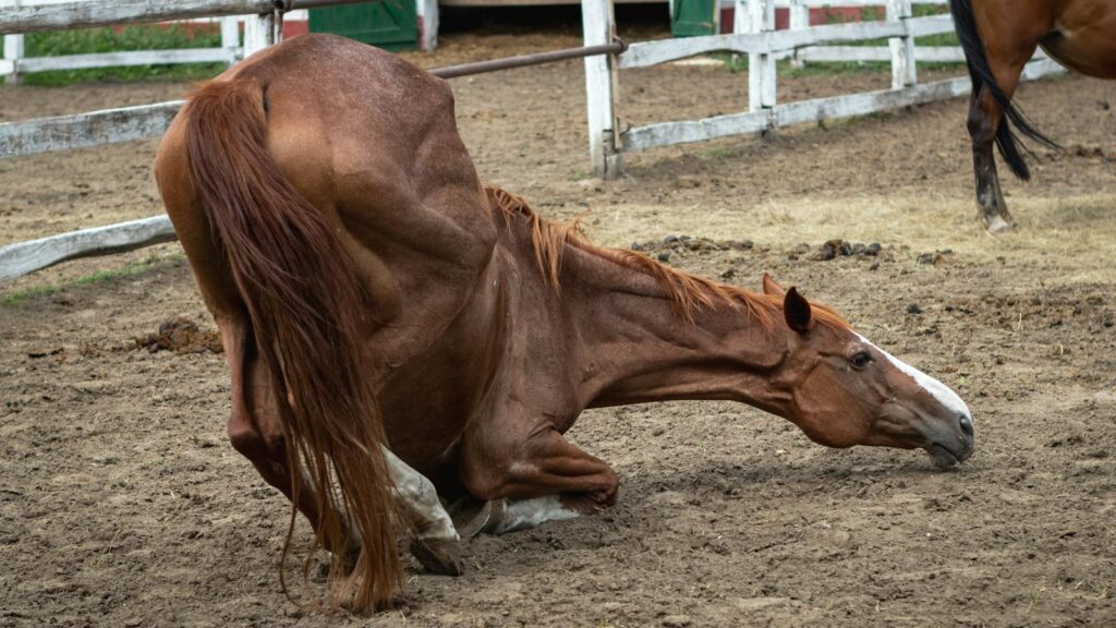 A horse is seen kneeling in a fenced pasture, capturing a unique moment on the farm.