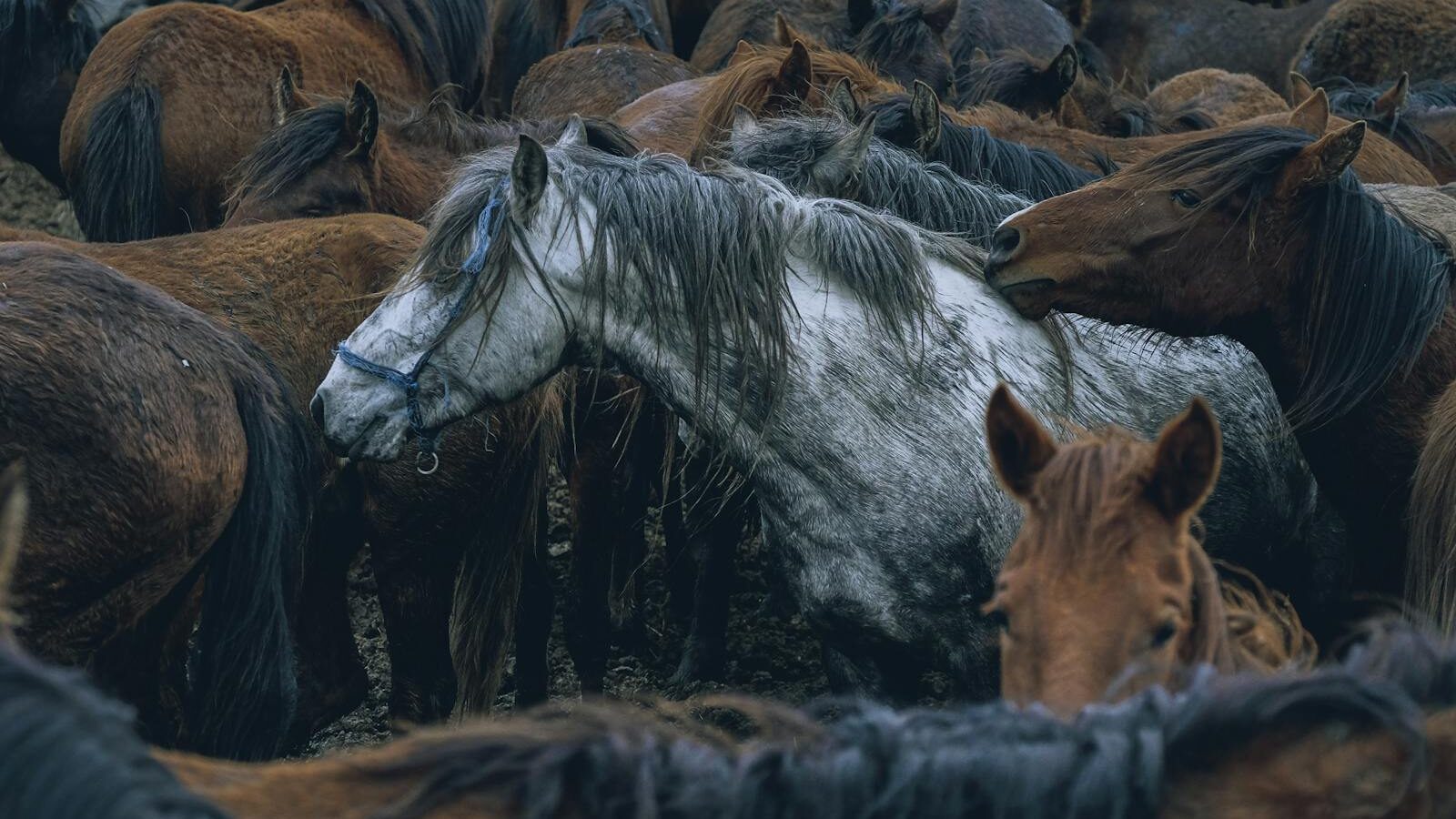 Vibrant gathering of horses showcasing equine beauty in a natural setting.