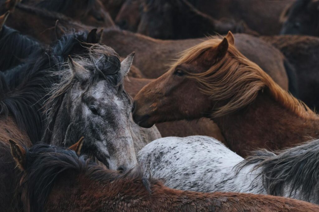 Close-up of a herd of wild horses
