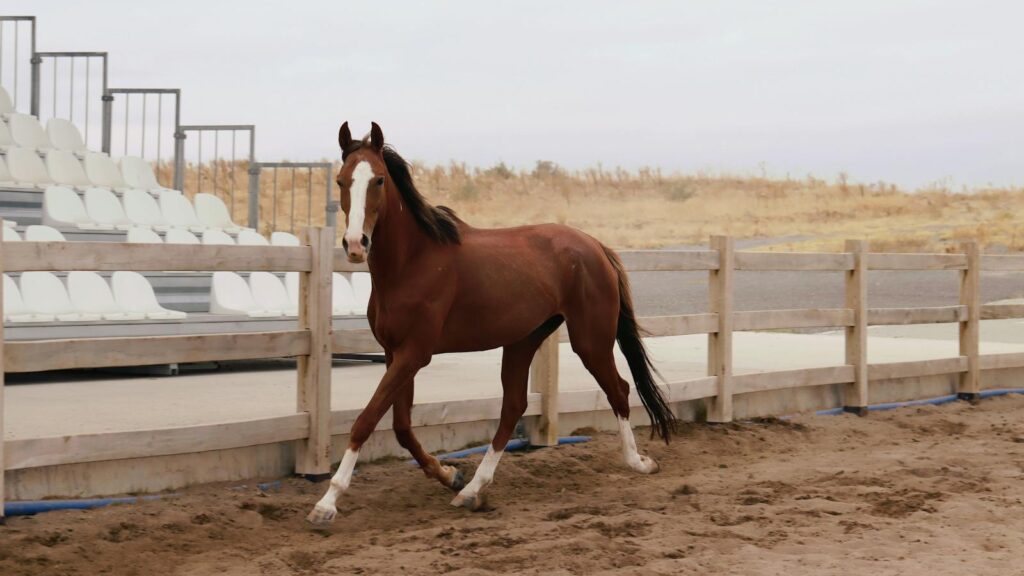 A beautiful horse trots gracefully in an outdoor arena, framed by wooden fences and empty seats.